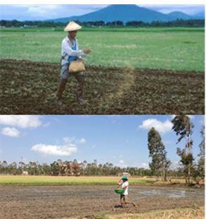စပါးကြဲပက်စိုက်ပျိုးနည်း (အခြောက်/အစို) 